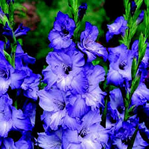 Can You Grow Gladiolus Indoors? 11 Easy Gladioli Growth Tips
