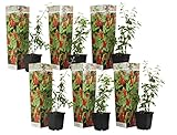 Plant in a Box - Set de 6 Lycium Barbarum - Plantas de Goji - Maceta 9cm - Altura 25-40cm