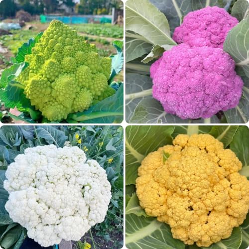 semillas de coliflor, semillas de hortalizas semillas de hortalizas semillas organicas plantas medicinales fresco de corral plantas de sombra plantas resistentes plantas de 25pcs