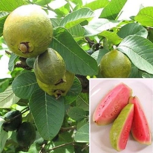 9EzTropical - Guava â€˜Ruby Supremeâ€™ (Psidium guajava) - 2 to 3 Feet Tall - Ship in 1 Gal Pot