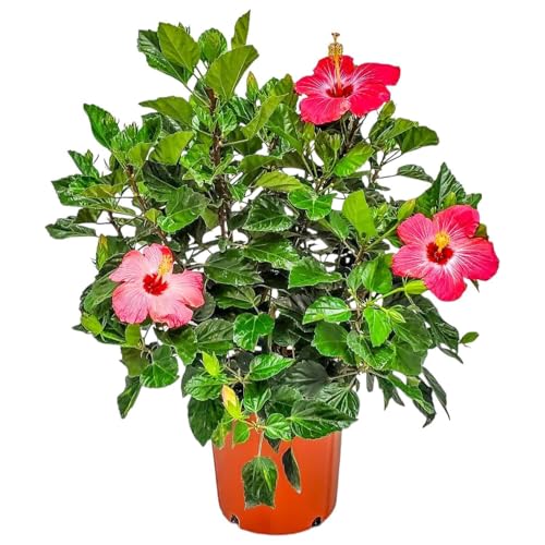 Hibiscus Bush Plant - Painted Lady Pink Flowers - Overall Height 26" to 28", 3 Gallon Pot - Tropical Plants of Florida
