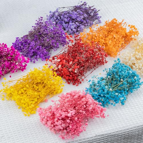 Set de 50 tallos de Gypsophila seca para decoración miniatura 5