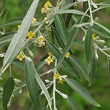 Elaeagnus angustifolia (Russian Olive) Tree Seed by MySeeds.Co, You Choose The Quantity (1/2 oz (155 Seed))