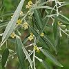 Elaeagnus angustifolia (Russian Olive) Tree Seed by MySeeds.Co, You Choose The Quantity (1/2 oz (155 Seed))