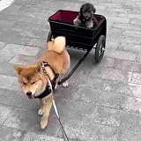 Hunde-Zugwagen mit Korb und Leine – abnehmbarer Wagen mit großer Kapazität für mittelgroße und kleine Hunde, leicht zu reinigen, vielseitig einsetzbar