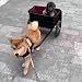 Hunde-Zugwagen mit Korb und Leine – abnehmbarer Wagen mit großer Kapazität für mittelgroße und kleine Hunde, leicht zu reinigen, vielseitig einsetzbar