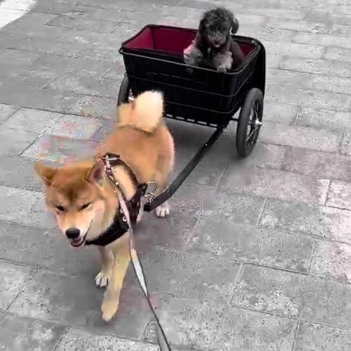 Hunde-Zugwagen mit Korb und Leine – abnehmbarer Wagen mit großer Kapazität für mittelgroße und kleine Hunde, leicht zu reinigen, vielseitig einsetzbar