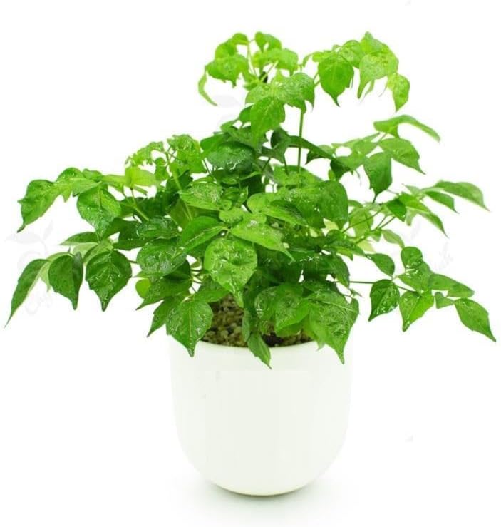 AVERAR Doll Plants Indoor Trees, Foliage in 4 Inch Pot, Starter Plant for Houseplant Indoor Garden