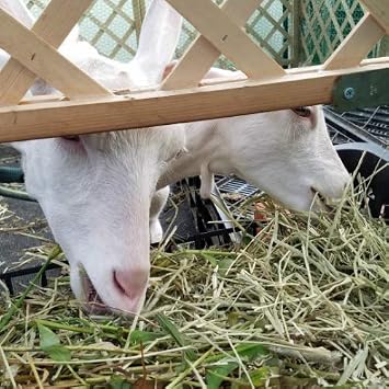 Grass Hay Alpha and Timothy Selectable 4.4 lbs 2 kg, Highly Nutritive Hay for Small Animals such as Rabbits and Goats