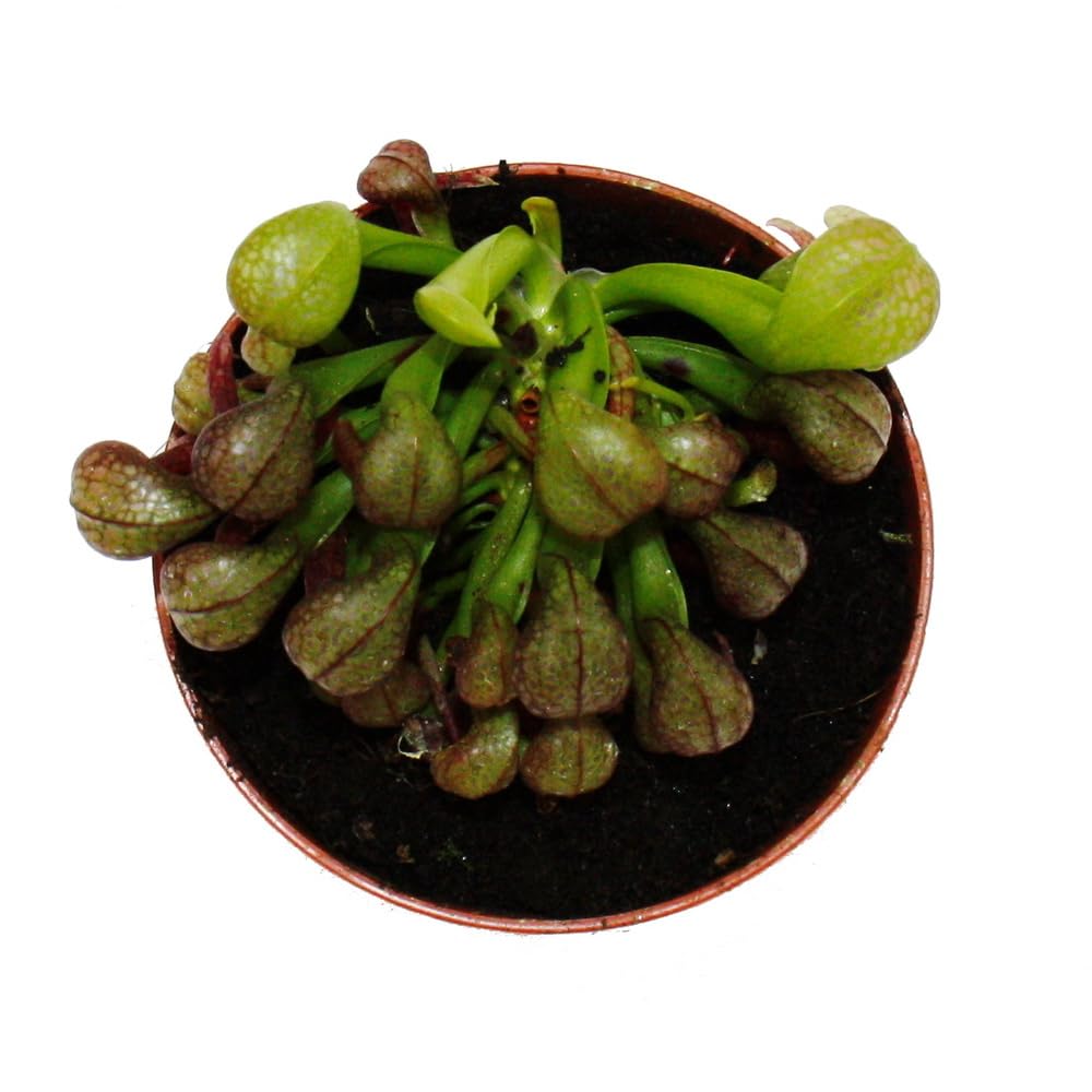Exotenherz - Fleischfressende Pflanze - Kobralilie - Darlingtonia californica - 9cm Topf - RaritätL8