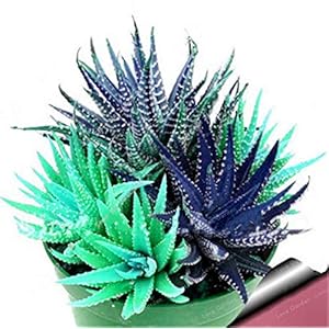 . 100 Pz Colorful Cactus Rebutia Varietà mix esotico di fioritura Cactus Rare Cactus Aloe bonsai mini pianta dell’ufficio Succulente Bonsai: 6: Only Seeds