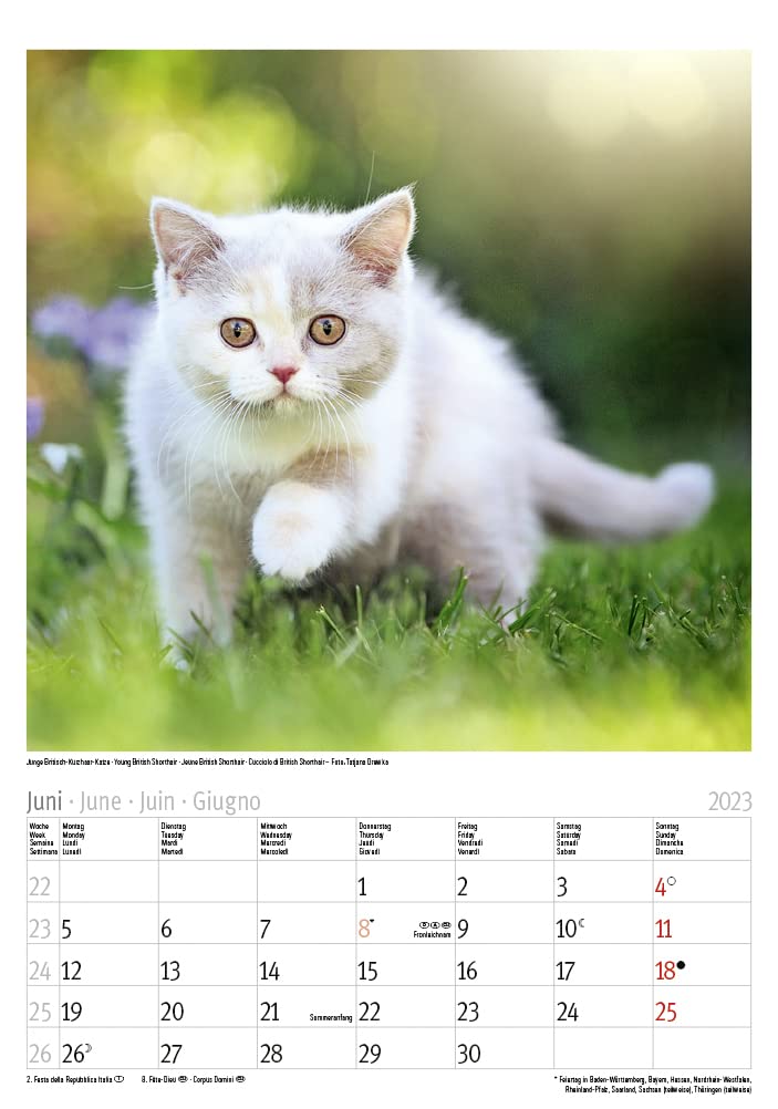 Katzen 2023