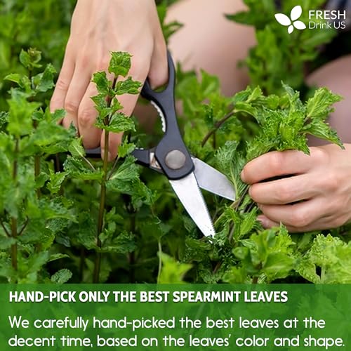 Image of FreshDrinkUS, Premium 50 Spearmint Tea Bags, 100% Natural Spearmint Leaves. Loose Leaf Spearmint Herbal Tea. Spearmint Leaf Tea. No Sugar, No Caffeine, No Gluten, Vegan.