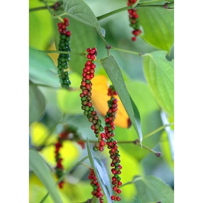 Black Pepper - Piper nigrum -Live plant (B0BDQX87HM) Amazon Price History, Amazon Price Tracker