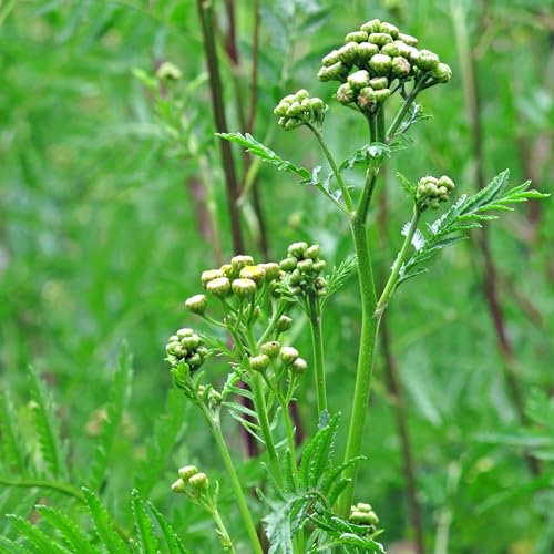 Rainfarn (Tanacetum vulgare) - ca. 800 Samen