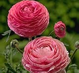 Pink Persian Buttercup 12 Bulbs 6/7cm - Ranunculus Tecolcote - Hardy