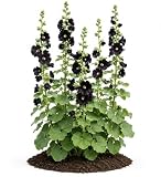 Votaniki Alcea Rosea Blacknight Hollyhock Root Live Plant Deep Black Purple Flowers Tall Perennial Cottage Garden Accent for Borders Cut Flower Gardens and Landscapes