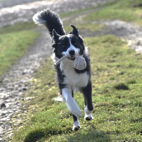 Romneys Tauball mit Seil für Hunde - Knotenball mit Wurfseil für Apportspiele - Unterstützt die Maulhygiene und Zahnpflege - Spielspaß für Ihren Hund