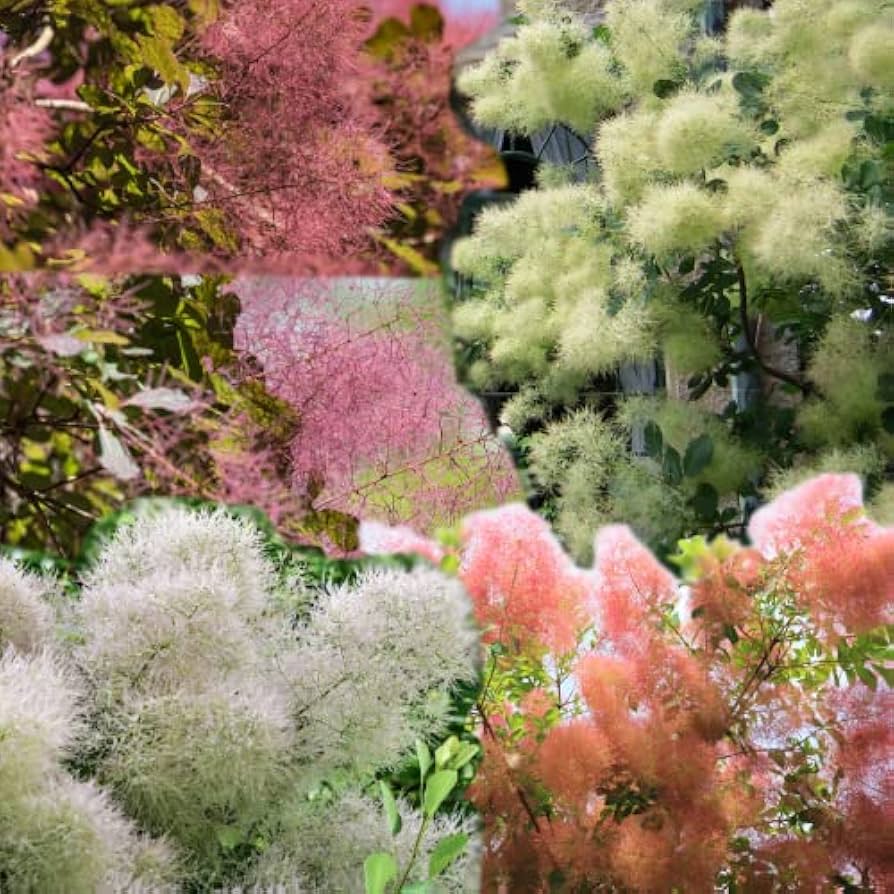 スモークツリー　ライムグリーン　薄ピンク　ホワイト5月末〜6月上旬発送予定。予約 Amazon.co.jp: モクモク不思議な煙の木 スモークツリー 5種類