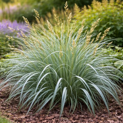 Blue Wood Sedge (Carex flaccosperma) Live Plant Plug Native Evergreen Ornamental Grass Shade Loving Groundcover Low Maintenance Landscape Perennial (1)