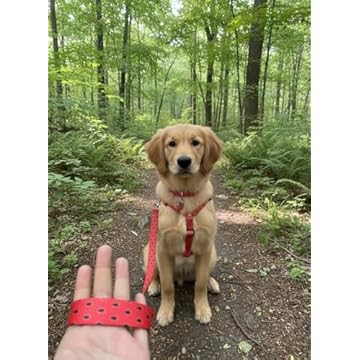 kit Coleira: Peitoral Modelo H + Guia (G, Melancia)