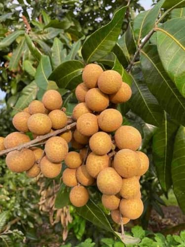 Image of Rare Thai Variety Four Season Longan Fruit Live Plant (GRAFTED) Dimocarpus Longan live Tree,Healthy plant With polibag Pack of 1(1.5-2 Ft Height)