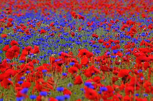 10m² Mohn & Kornblumen Samen Mix. Blumenwiese, Bienenweide, Blumenmeer in Rot Blau.