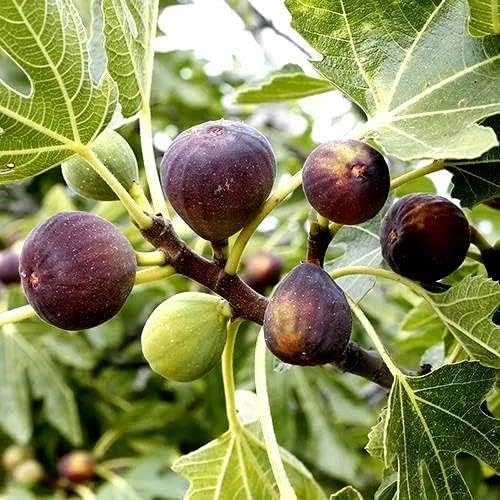Healthy Live Anjeer Plant Fresh Fig Fruit Tree for Your Home Garden with Plastic Pot (pack of 1) (B0D9BTYNZJ) Amazon Price History, Amazon Price Tracker