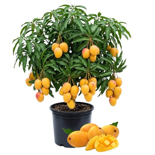 Alphonso Mango Tree Live Plant 2-3 Tall in 3 Gallon Pot Tropical Mango Fruit Tree Fast Growing Fruit Plant for Outdoor Gardening No Ship to CA