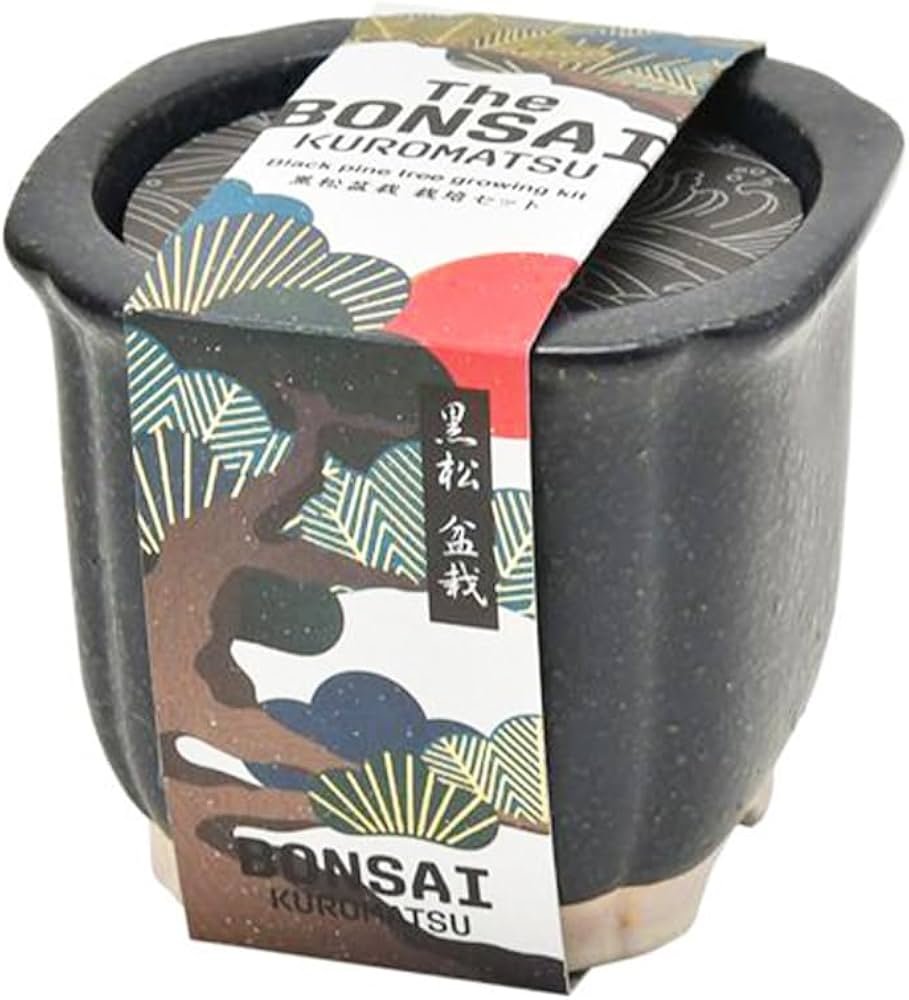 Amazon.co.jp: 栽培セット The BONSAI 黒松【盆栽栽培キット/1個売り Amazon.co.jp: 栽培セット The BONSAI 黒松【盆栽栽培キット/1個売り