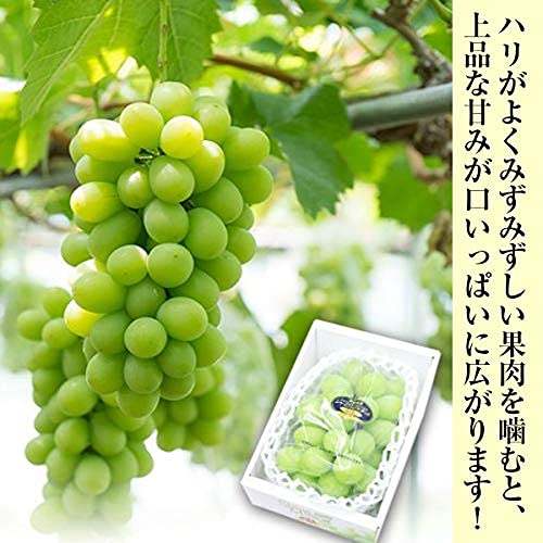 岡山県産 晴王 シャインマスカット　2キロ 岡山県産 シャインマスカット【晴王】【青秀】2房（約500g×2