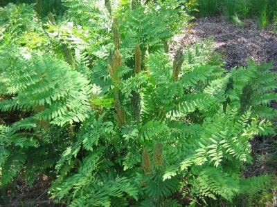Royal Fern Flowering Fern (10 Bare Root Plants)