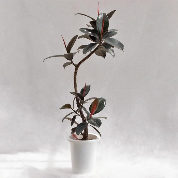 Amazon｜観葉植物 フィカス・バーガンディ / 8寸・約W 55cm×H110