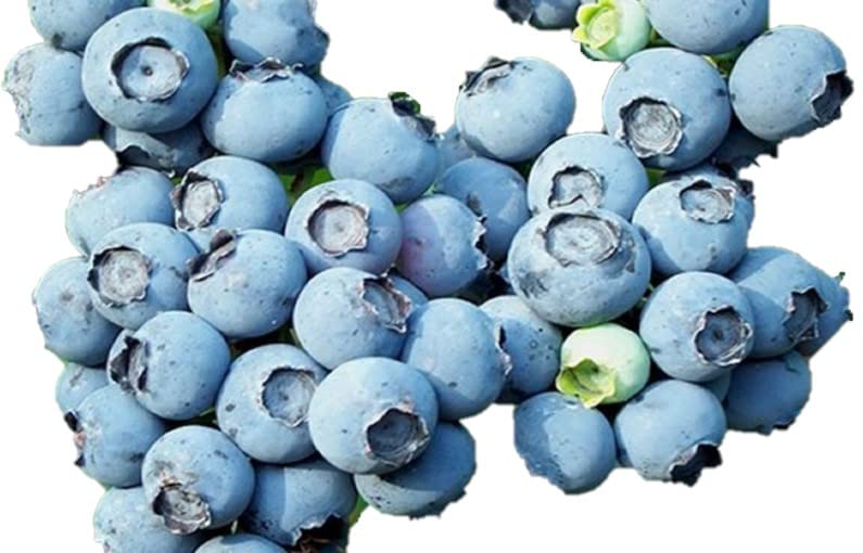 Powder Blue Blueberry Bush - Self Pollinating - Live Fruit Plant Shipped 2 Feet Tall by DAS Farms (No California)