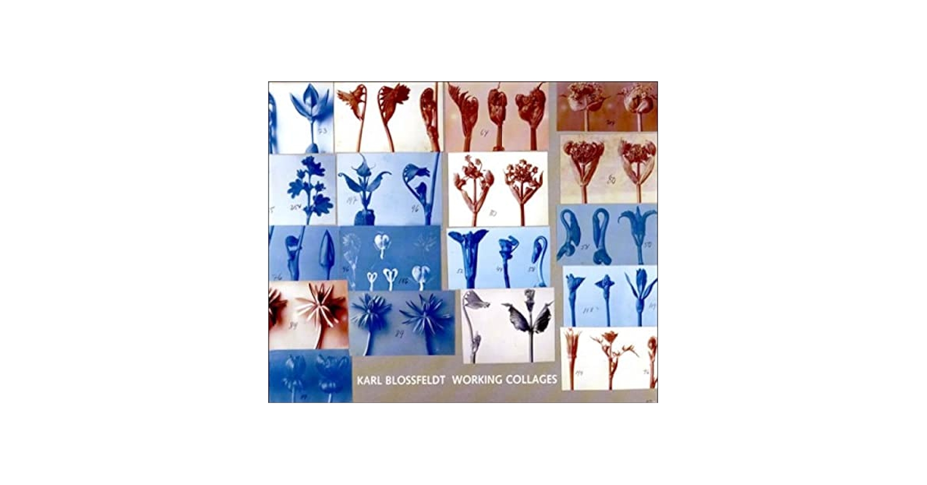 アート・デザイン・音楽 KARL BLOSSFELDT WORKING COLLAGES アート・デザイン・音楽 KARL BLOSSFELDT WORKING COLLAGES Karl
