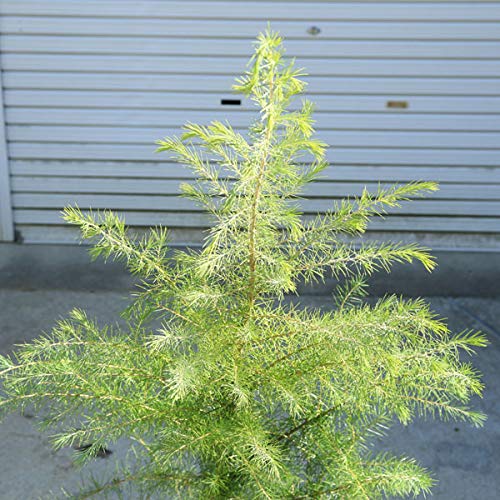 Amazon | 庭木：ヒマラヤスギ ヒマラヤシーダ ヒマラヤ杉* 樹高：約