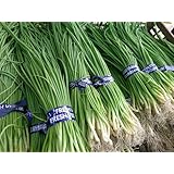 タマネギ苗 早生 【みつのぶ農園】 (100本)