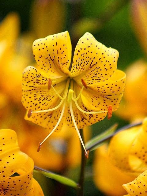 Radha Krishna Agriculture® Holland imported tiger lily flower bulbs for home and Gardening Pack of 3 bulbs (MUSTARD)-image-8
