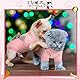 Warm Haustier Pullover für Welpen Katzen Winter Hunde Strickwaren mit Schleife Welpen Sweater Klein Hundemantel Hundebekleidung für Chihuahua Yorkshire Weihnachten (Rosa, Grau)