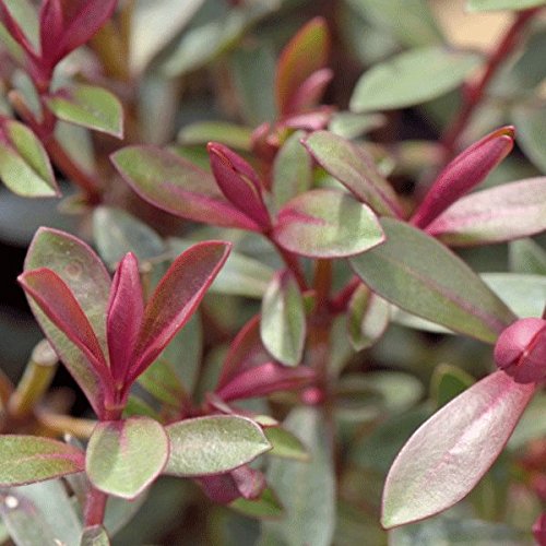 Hebe 'Caledonia' 15cm Pot Size