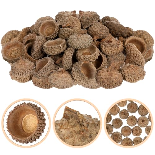 50 Piezas Cáscaras Naturales de Bellota para Manualidades miniatura 7