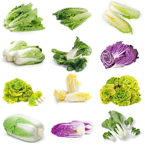 semillas de col china, Semillas de Pak Choi resistentes, semillas de exóticas de jardín de rocas resistentes de balcón 100pcs