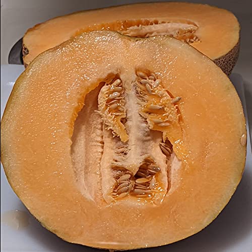 Ambrosia Hybrid Cantaloupe Seeds 20 Seed CT