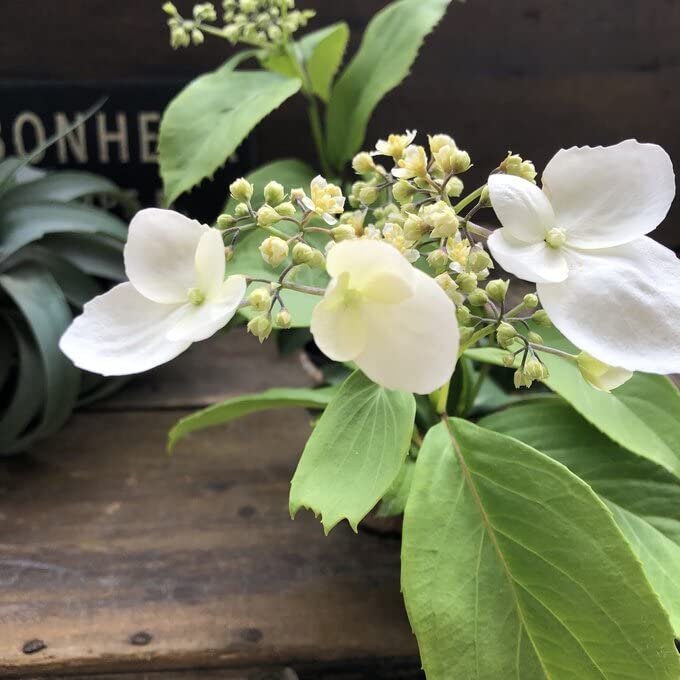 ★★あじさいタワシ★★ Amazon.co.jp: 台湾トキワアジサイ 常緑 清楚な花 紫陽花 ガーデニング