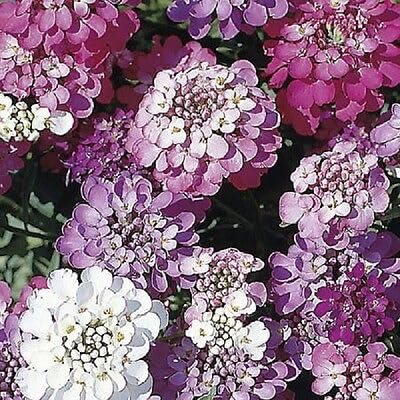 Buy4seeds 600 Seeds Flower Candytuft iberis umbellata Dwarf Fairy Useful for Garden and Outdoor