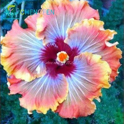 200 Hibiskus-Samen – 24 Verschiedene Sorten | Hibiscus Rosa-sinensis Für Topf & Garten