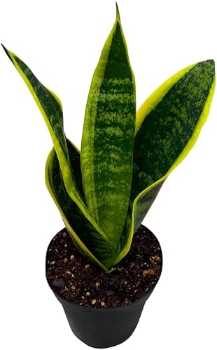 BubbleBlooms Planta de serpiente abigarrada en maceta clásica de 4 pulgadas Dracaena trifasciata Lengua de Vaca, Lengua de Vaca