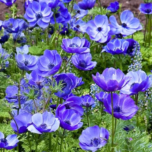 10 Bulbos de Anemone coronaria ‘Mr Fokker' | 7/8 cm de circunferencia | Bulbos de los mejores productores holandeses | Selección exclusiva y control de calidad | Floración garantizada.