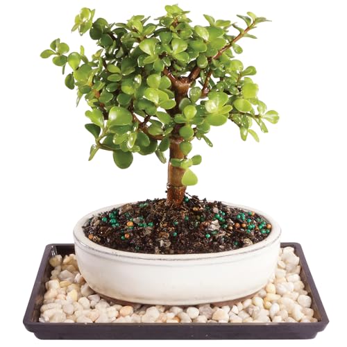 Brussel's Bonsai - Live Dwarf Jade Bonsai Tree with Ceramic Bonsai Pot & Humidity Tray, Indoor...