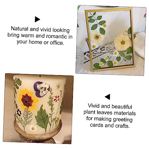 Anneome 21 Pçs Aplique Vela Flor Seca Real Folhas Secas DIY Acessórios Pressionado Folha Arte Planta